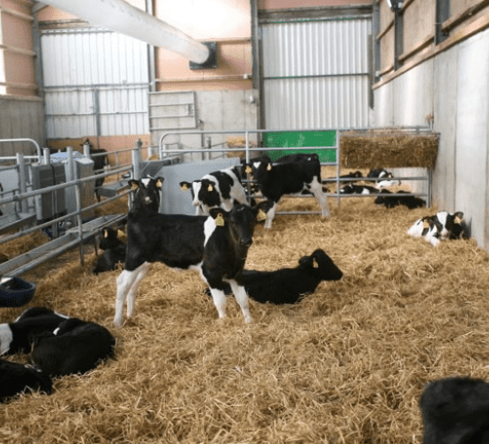 How can I prevent coccidiosis in the calf house?