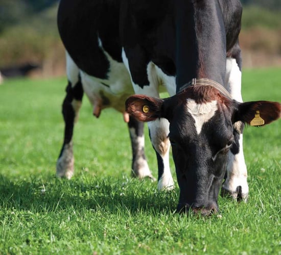 Dairy conference: 'System drift' could put our 'grass-fed marketing strategy' at risk