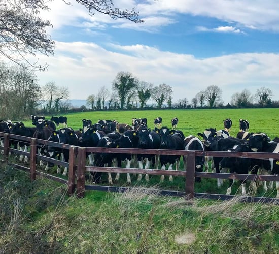Top tips for dairy calf-to-beef systems