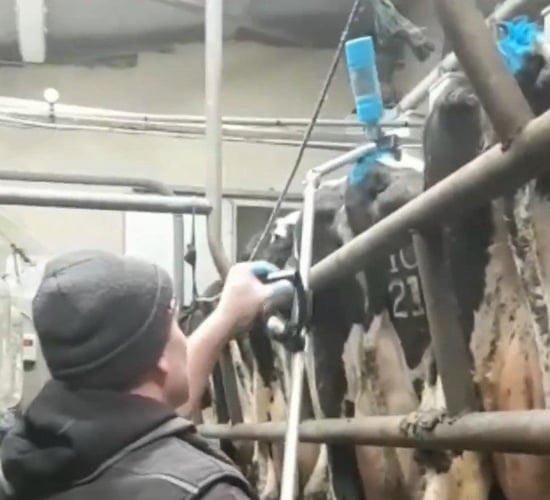 Tail-painting with a twist...from the milking parlour pit
