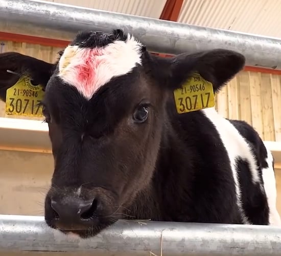 Teagasc Green Acres Calf to Beef: Feeding calves correctly