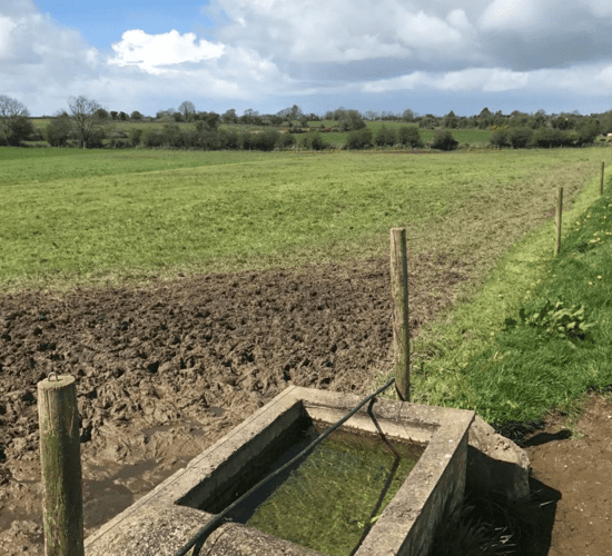 How should I be managing and feeding my suckler cows after calving?