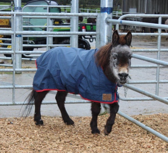 World's oldest mule dies in Cork
