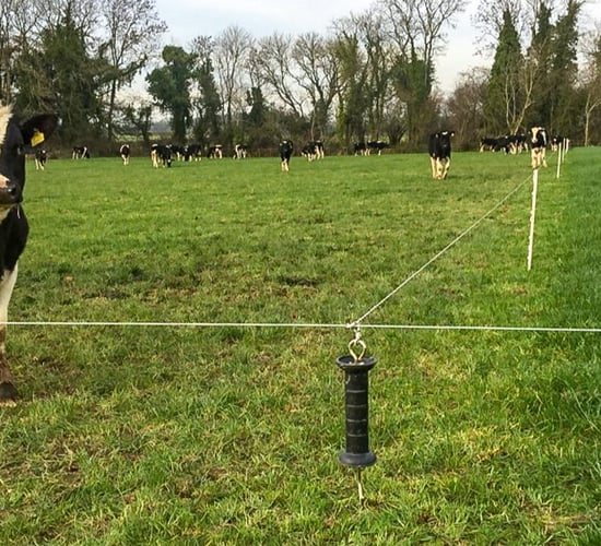 Grazing conditions excellent and all yearlings out in Co. Meath