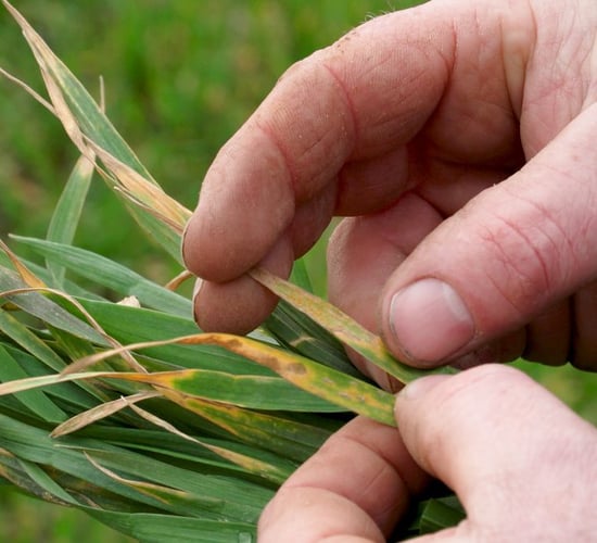 If yellow rust is an issue – you must deal with it now