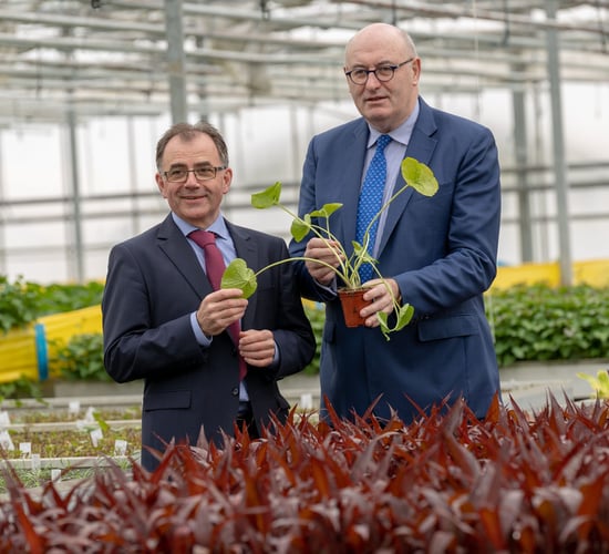 Hogan visits Beotanics - the company bringing sweet potatoes from Kilkenny to the world