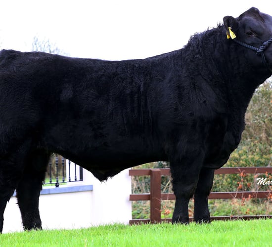 Are you considering purchasing a stock bull this year?