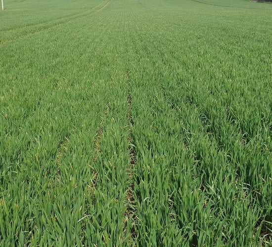 Grain price: Markets looking more positive