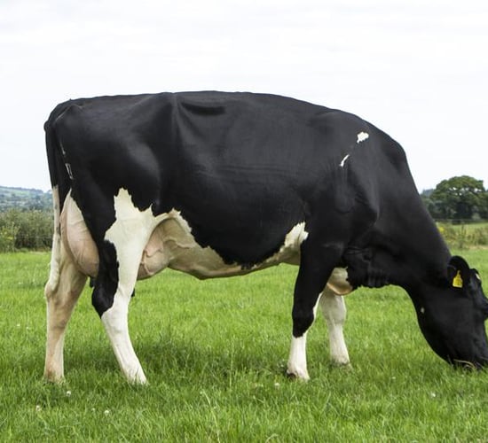 Breeding 2019: Are you ready?