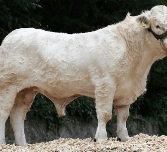 4 Gene Ireland beef bulls on the market
