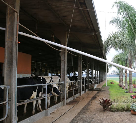 How a pig farmer made a splash into milk with Brazil’s first VMS robots