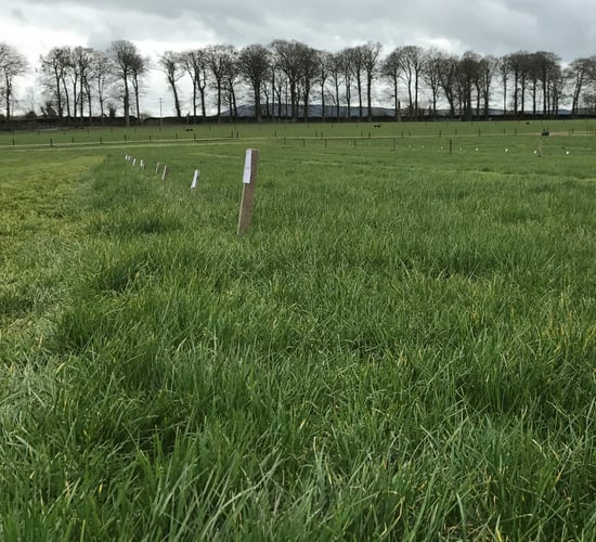 Giving grass swards 'Energy' for the season ahead