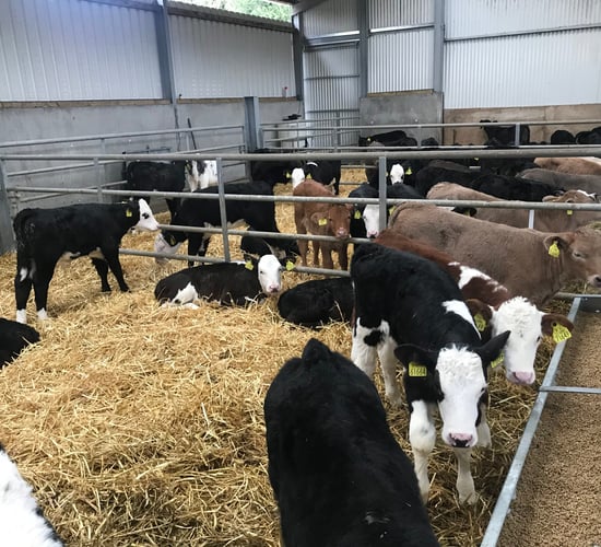 Teagasc and Dawn Meats embark on dairy-beef breeding initiative