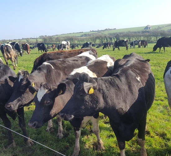 Why a 6-week calving window is vital for this Co. Waterford farmer