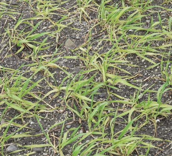 Trace elements and nutrition essential as weed sprays are applied