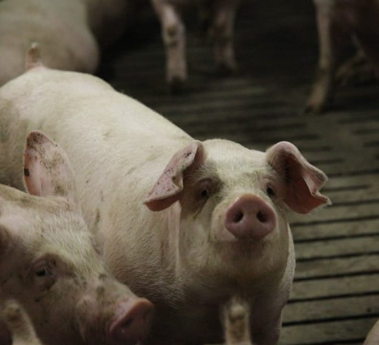 Covid-19 impact on pig sector 'very worrying'