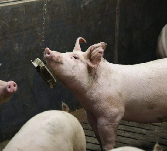 Rosderra notifies suppliers about price structure changes