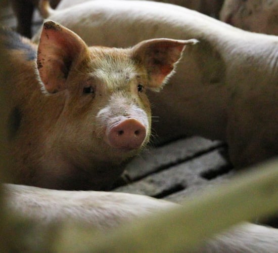 Bulgaria to cull 24,500 pigs after ASF outbreak
