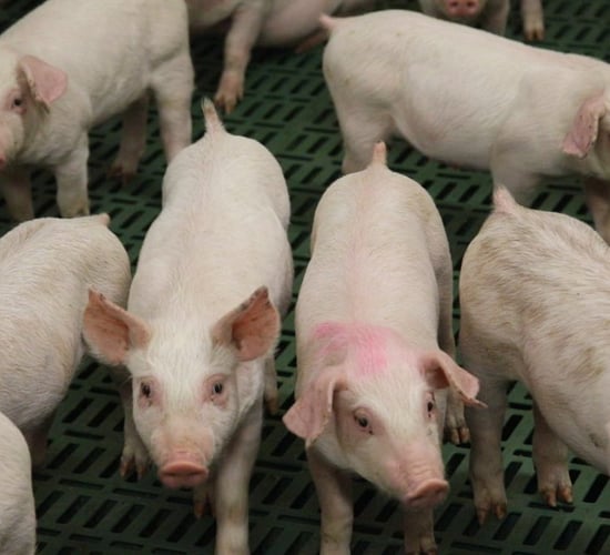 Beef Plan calls for suspension of Polish meat imports amid ASF fears