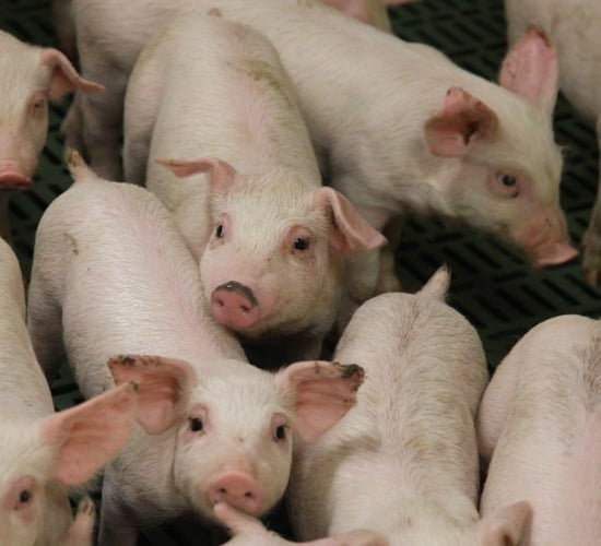 UK TV authority receives over 350 complaints for 'How to Steal Pigs'
