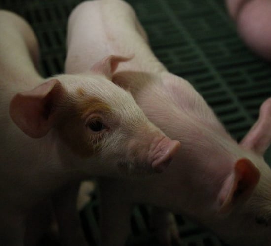 Oireachtas committee to discuss introduction of pig levy