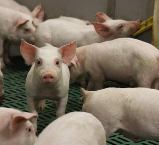 Gallie: No white smoke yet on pig price increases