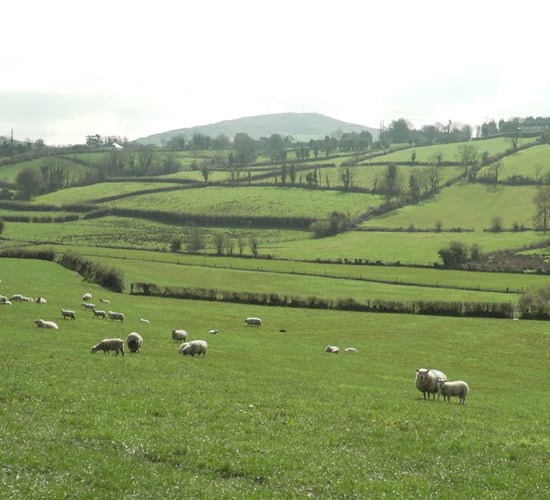 Ifac: 50% of sheep farmers report 'positive outlook' - despite input concerns