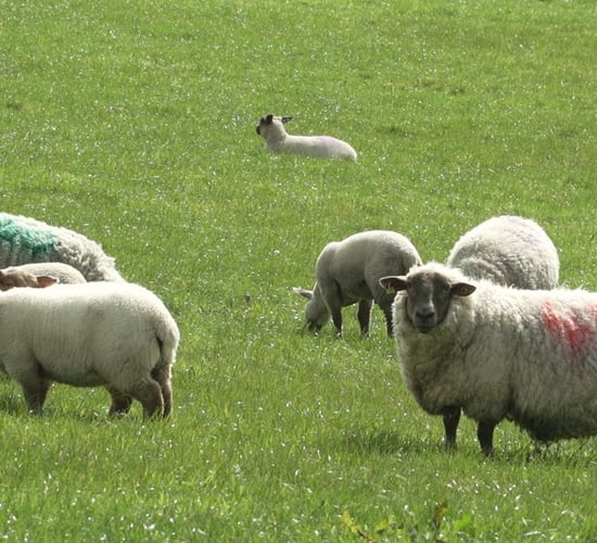 Sheep trade: Prices remain similar to September 2022 levels