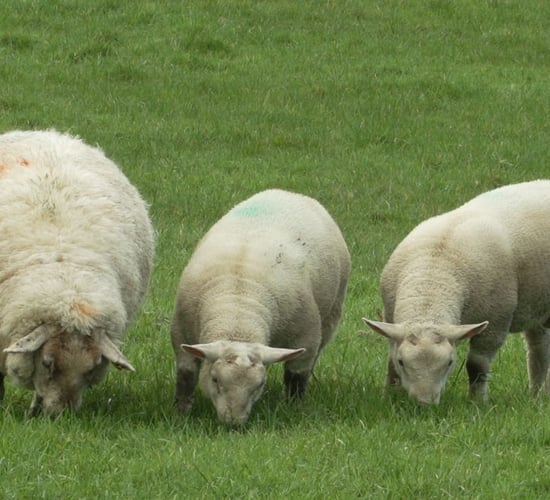 NI and UK is the destination of 4.9% of sheep exports in 2023