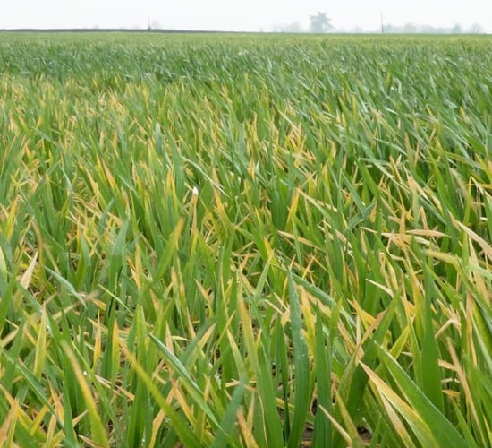 3-crop rule derogation welcomed - 'but may need to be extended'