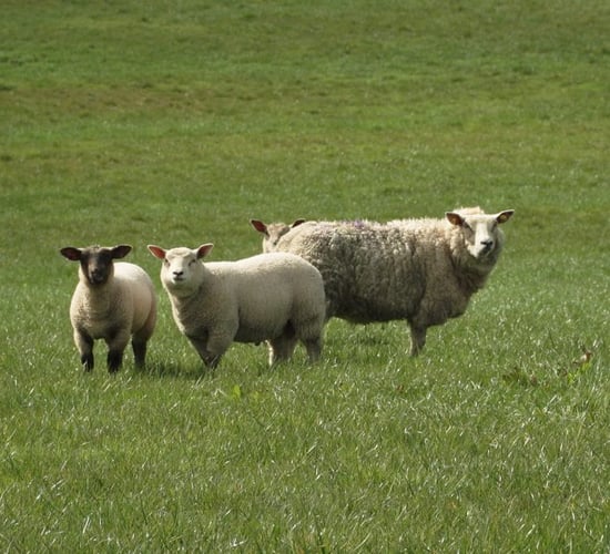 IFA leaves processors 'in no doubt' on sheep farmers' anger