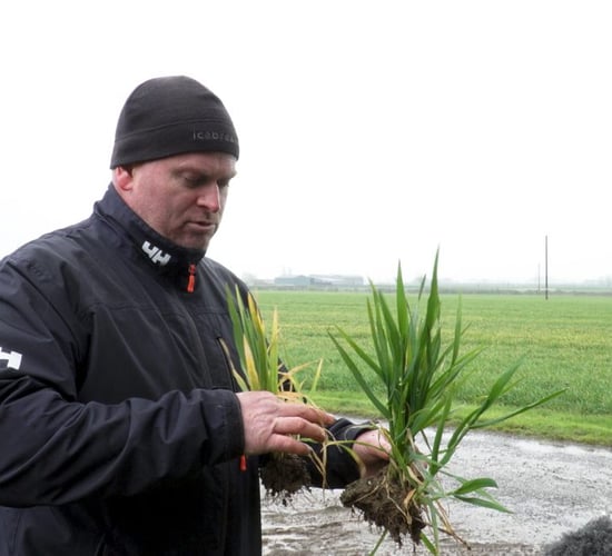 CROPS WATCH: Some winter barley crops stressed...T2 due