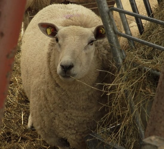 First mart to be ready for EID sheep tagging by end of month - Creed