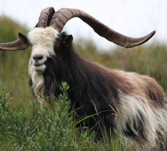 Date and venue confirmed for Irish Rare Breeds Conference