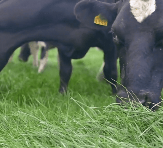Aim for at least one grazing on your autumn reseeded ground
