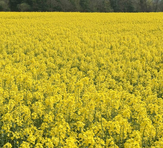 DAFM confirms winter oilseed rape Recommended List