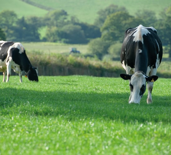 5 signs to help detect SARA in your herd