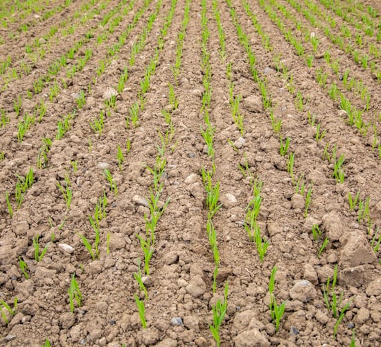 Aphids; grass weeds; costs; cover crops...National Tillage Conference 2020