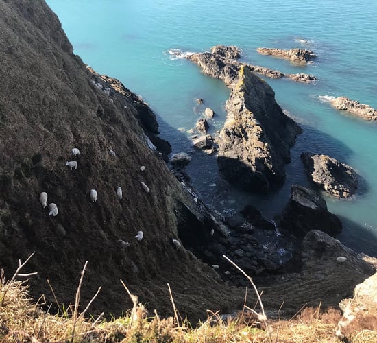 Rescue mission enters 3rd day for 60 sheep trapped on sea cliff