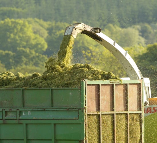 Fodder scheme slammed for 'leaving behind' many sheep farmers