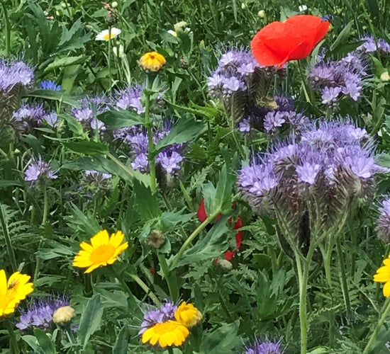 Trinity to use awarded grant to produce documentaries on plant diversity