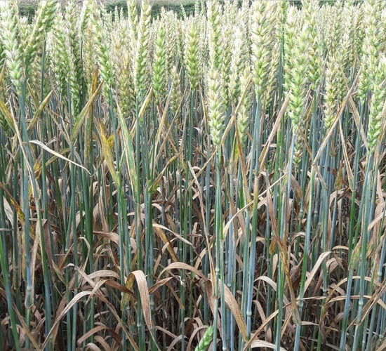 Septoria is the number one target but watch out for yellow rust