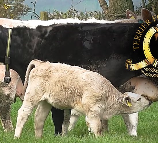 Jack Russell: Beef grid in a state of gridlock - go figure!