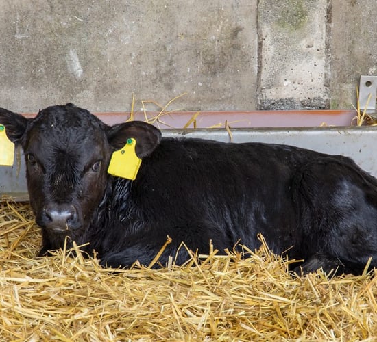 Kerry-based mart to donate calf sale proceeds to Red Cross in Ukraine