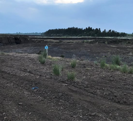 Animal remains dumped in Co. Meath bog again