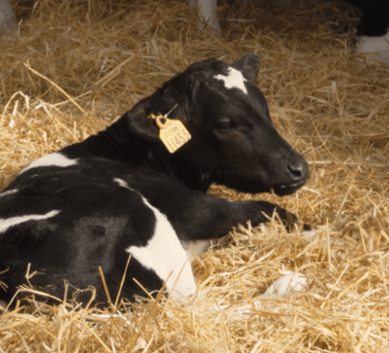 Video: Who and where are the 14 Teagasc Green Acres Calf to Beef demonstration farms?
