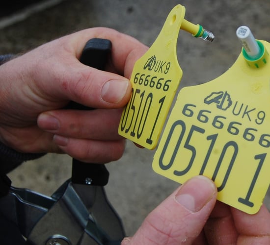 'Time has come for compulsory BVD testing to end' - ICSA