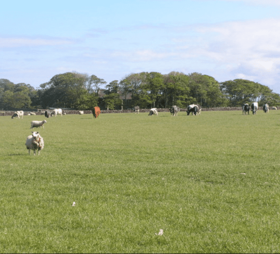 'Control of beef prices must be brought back to farmers' - Minister Canney