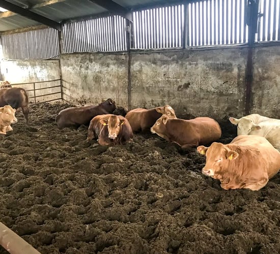 Beef focus: Finishing under 16-month bulls along with steers and heifers in Co. Kilkenny
