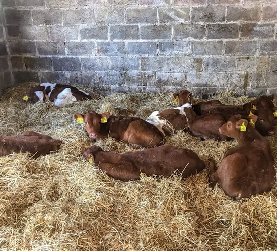 Comparisons between calf breeds and prices in Co. Louth